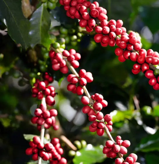 Coffee plan with red coffee cherry
